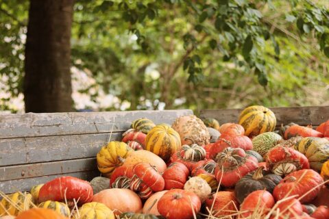 Thanksgiving: Meaning, Types and Reasons